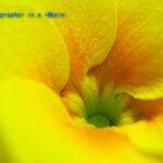 プリムラ・ジュリアン