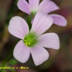 オキザリス　銀の舞