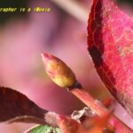 ドウダンツツジの芽