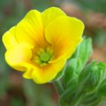 プリムラ・ジュリアン