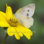 モンシロチョウとルドベキアの花