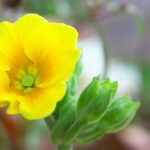 プリムラ・ジュリアン