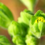 プリムラ・ジュリアンの蕾