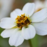 この花の名前は…