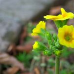 プリムラ・ジュリアン