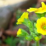 ピント位置をセレクト