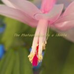 シャコバサボテン