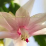 シャコバサボテン