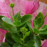 クリスマスプレゼント