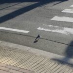 信号待ちのオナガドリ