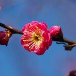 梅が咲き始めました