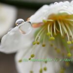 梅　プリムラ・ジュリアン