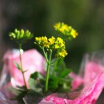 FA43　開放F値　最短距離で花撮り