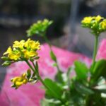 DA21 開放F値で花撮り