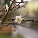 新しいウェポン　smc PENTAX-DA 35mm F2.8 Macro Limited