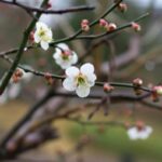 梅の花