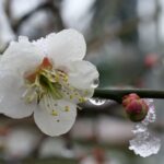 梅の花