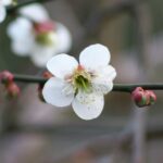 FA43 絞りによる表情の違い