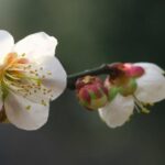 272Eで梅の花と椿の花を撮ってみました