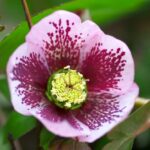 マクロレンズ比較　DA35　と　SP AF90