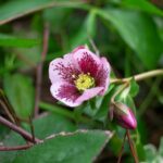 FA43 DA21　クリスマスローズ