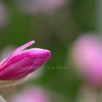 ヒメコブシの蕾♪　FA43