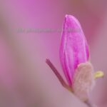 ヒメコブシの蕾♪　春色