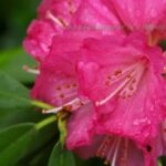 シャクナゲの花と水滴