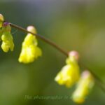 ヒュウガミズキの花
