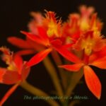 エビデンドラム