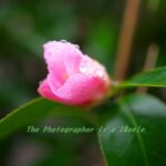 椿と水滴　梅と水滴