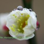 マクロで水滴撮り♪