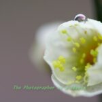 梅の花と水滴