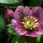 DA35 272E クリスマスローズ