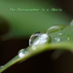 272E　ヒイラギナンテンの葉　水滴