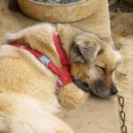 ゆいちゃん　うたた寝中