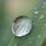 TAMRON SP AF 90mm F/2.8 Di+A2X-S　水滴