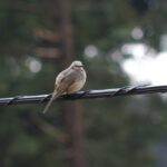 A200mmF4+A2X-S ヒヨドリ