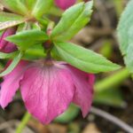 ８５ｍｍＦ４　花撮り