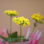 「ボケが主役の写真！」で、被写体はお花