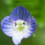 マクロで花撮り