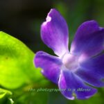 ツルニチニチソウ