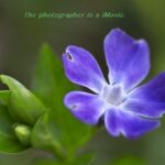 庭に咲く花～♪