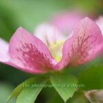 クリスマスローズ