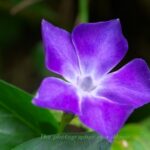 ツルニチニチソウ