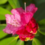 シャクナゲの花　FA43