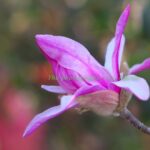 春を感じて下さい♪