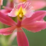 エビデンドラム