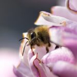 うさぎちゃんと鳥さん撮り