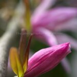 DA35 ヒメコブシの蕾